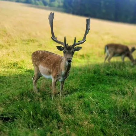 Dusznickie Caloroczne Дом отдыха *