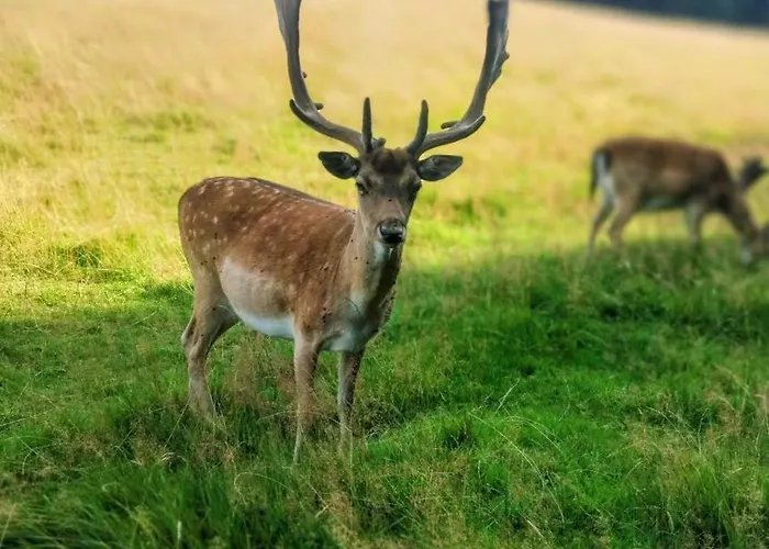 Dusznickie Caloroczne Дом отдыха *